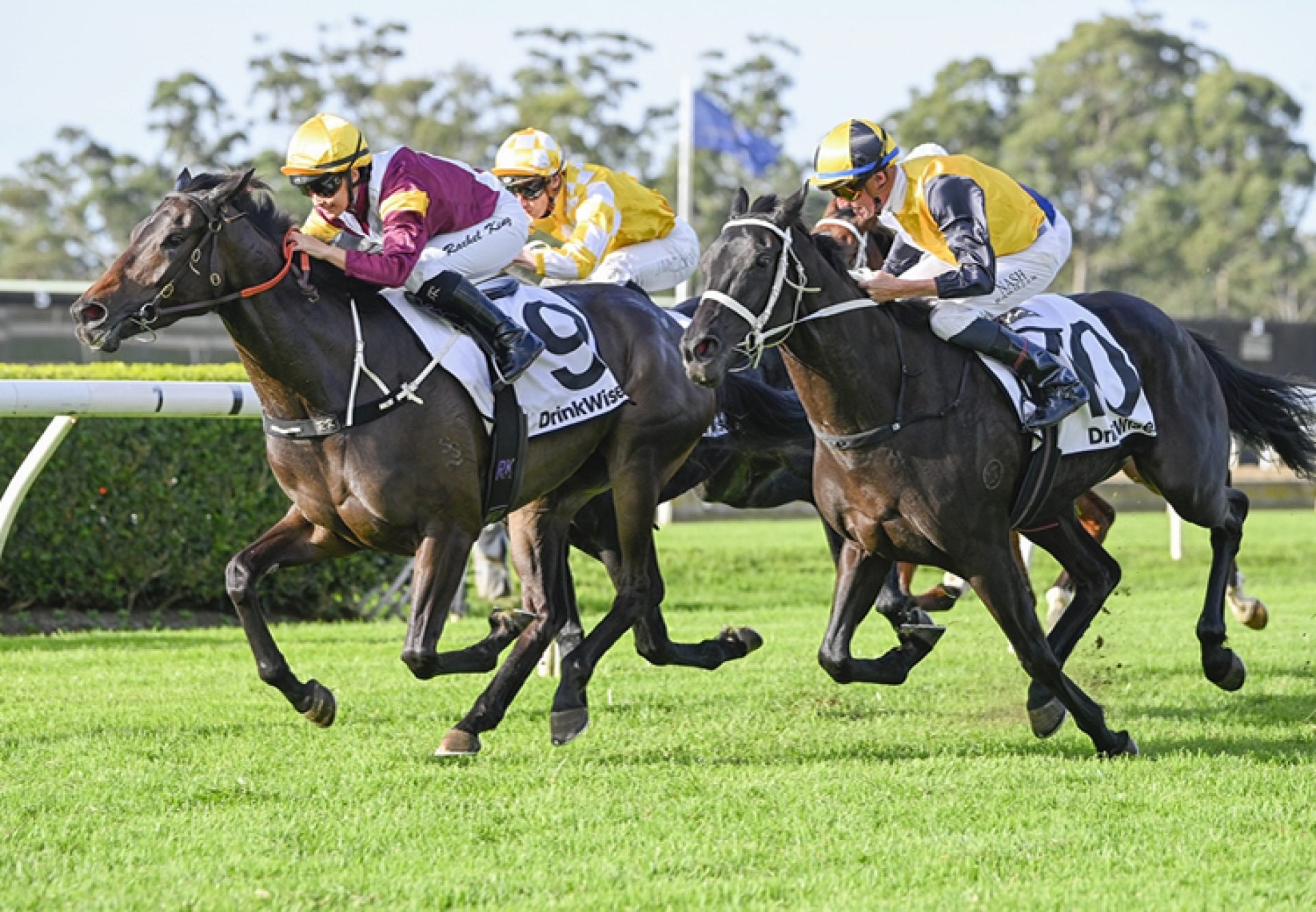 Queensland Oaks Goal for So You Think Filly