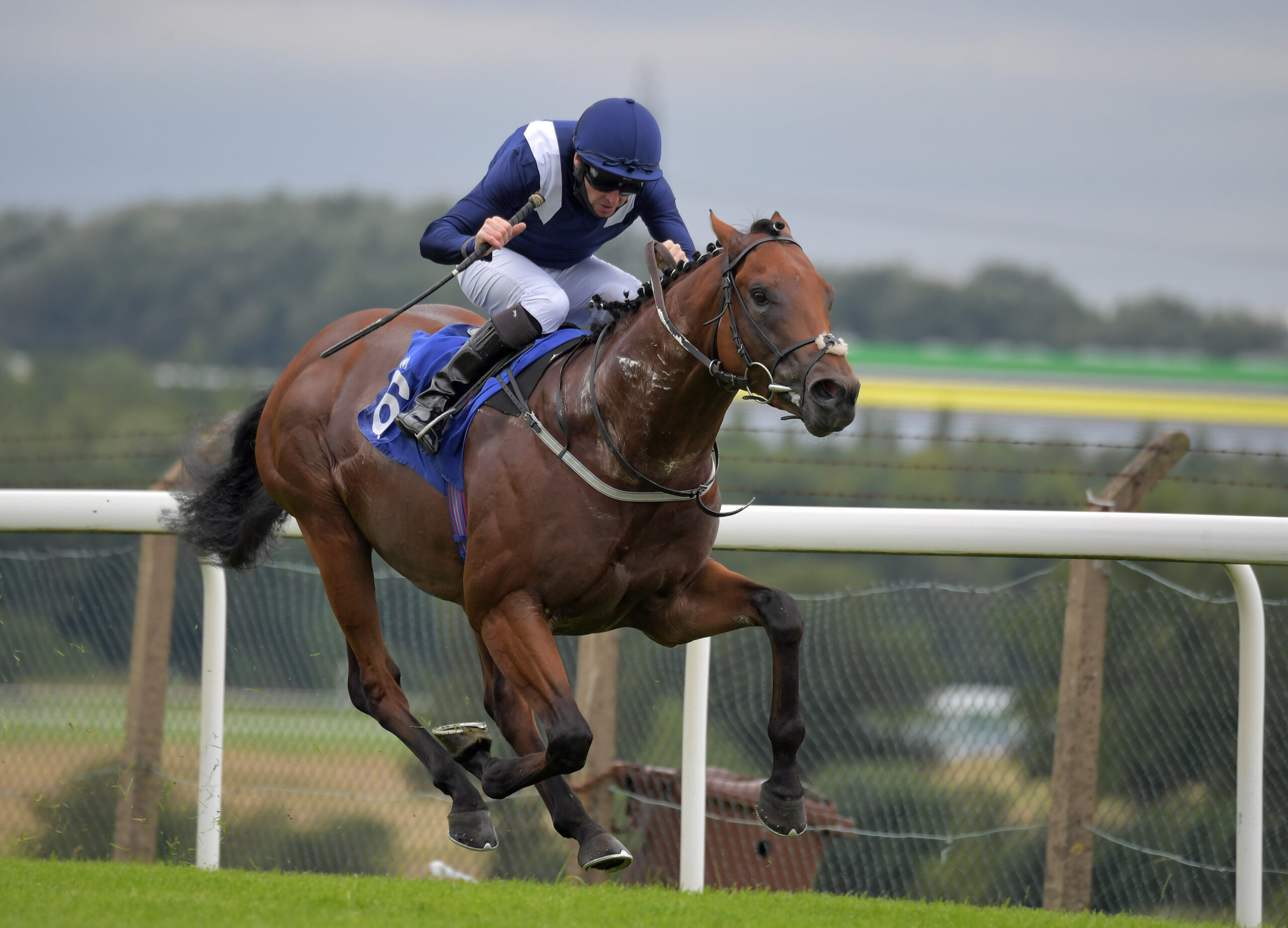 REGIONAL READY TO HACK UP IN HACKWOOD
