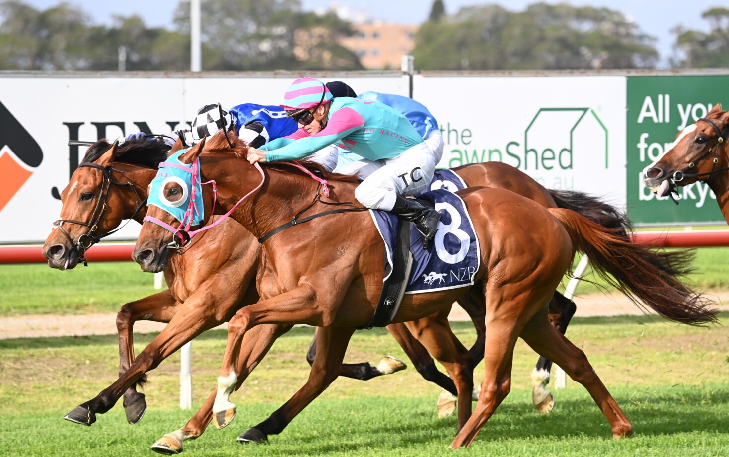 Nikau Spur chasing long-awaited Toowoomba Cup glory