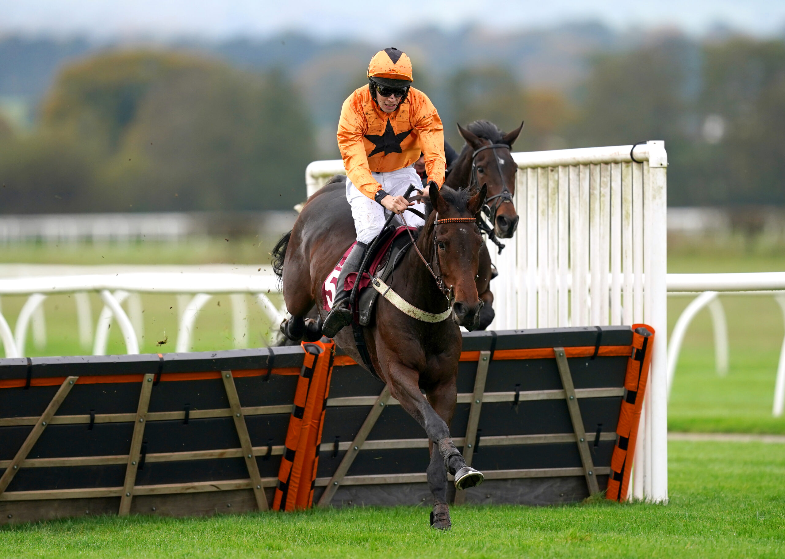 Devon dreams of home victory as Saint Segal lines up for the Haldon Gold Cup