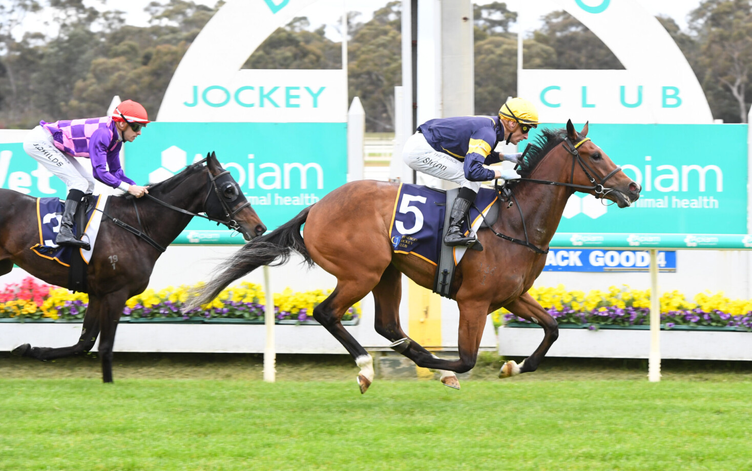 Plymouth looking for better draw at Flemington