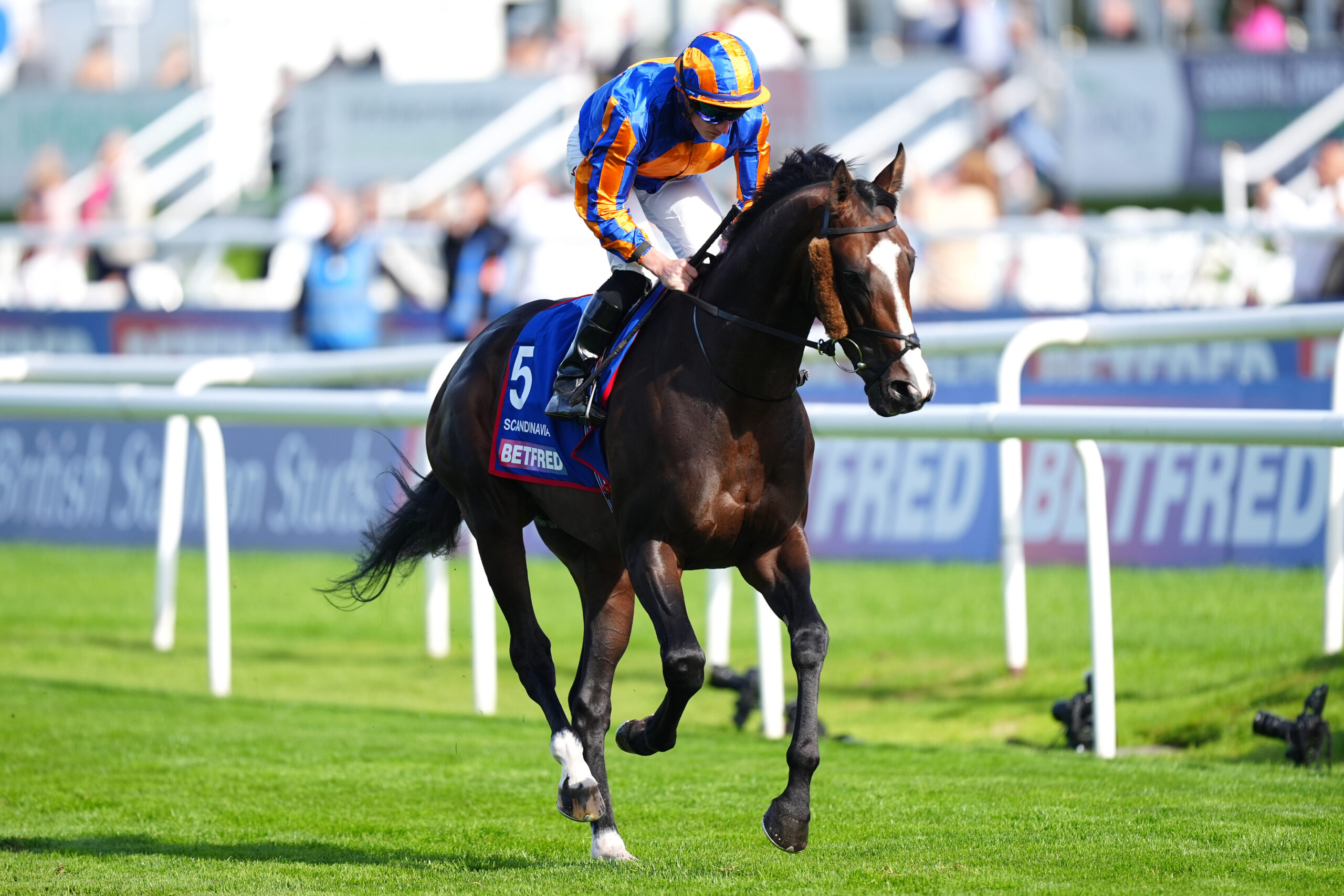SCANDINAVIA TO PROVIDE O’BRIEN WITH ANOTHER GOLD CUP