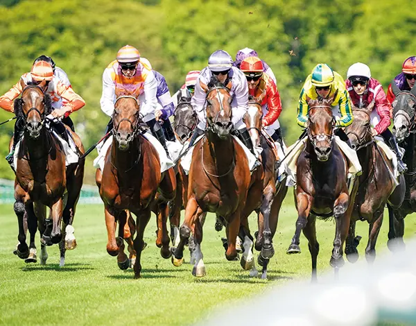French Selections Saturday 18th