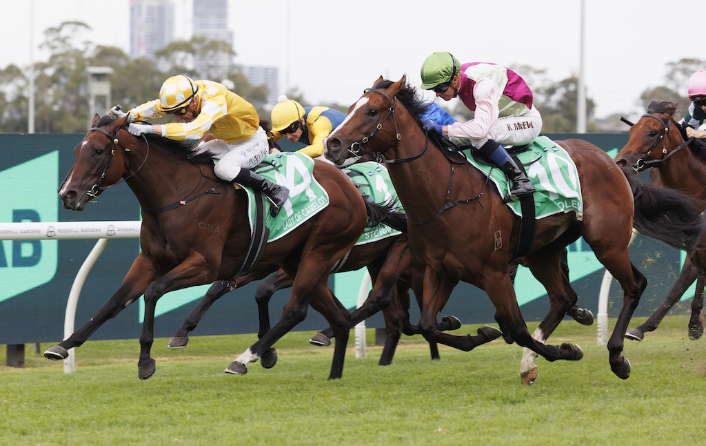 Lady Of Camelot, Storm Boy build up for spring